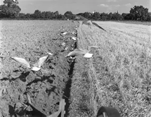Farming In The 1960s Prints: Ploughing Gulls