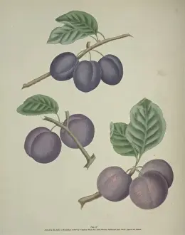 Plum Varieties Prints: The Plum