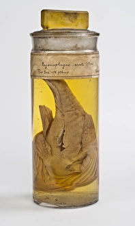 Pogonophryne scotti Pogonophryne scotti