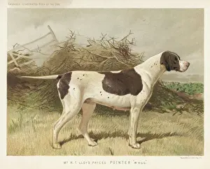 Prints of A classic pointer standing in the field Pointer Prints: Classic Pointer Print