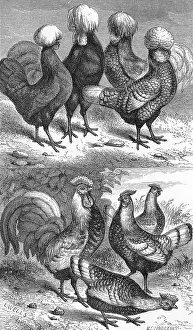 Poland fowls and speckled Hamburg hens Poland fowls and speckled Hamburg hens
