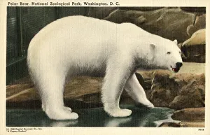 Polar Bear at the National Zoological Park - Washington D.C Polar Bear at the National Zoological Park - Washington D.C