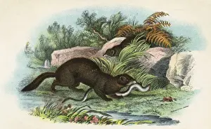 European Polecat with Prey, Print
