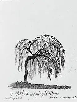 Weeping Willow Tree Print, 1786