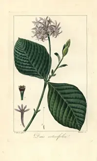 Handcolored Prints: Pompom tree, Dais cotinifolia