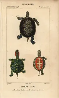 Prints of Pond slider turtle, Trachemys scripta.. Handcolored copperplate stipple engraving from Jussieus Dictionnaire des Sciences Naturelles 1816-1830. Illustration by J.G Pond Turtle Prints: Pond Slider Turtle Print, 1816-1830