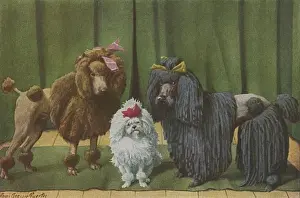 Poodle Breeds Prints: Three Poodle Specimens