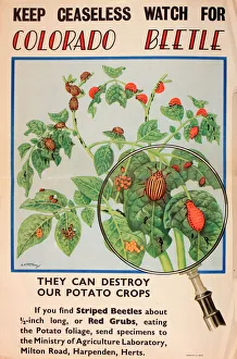 Poster, Keep ceaseless watch for Colorado Beetle Poster, Keep ceaseless watch for Colorado Beetle