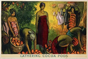 Poster depicting cocoa pod gathering Poster depicting cocoa pod gathering