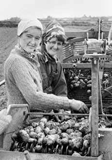 Potato harvest, Rafta Farm, St Levan, Cornwall Potato harvest, Rafta Farm, St Levan, Cornwall
