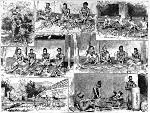 The Preparation of Cinnamon in Ceylon The Preparation of Cinnamon in Ceylon