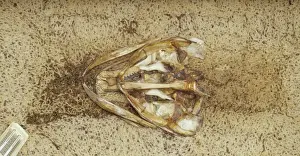Insect Anatomy Prints: Preparation of skeleton
