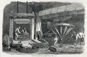 Print of Pressing Cider Apples at a Devon Farm