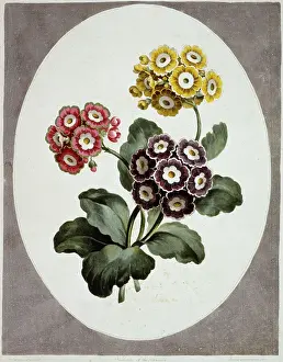 Prints of Folio 78 from A Collection of Flowers (1795) by John Edwards. Held in the Botany Library at the Natural History Museum, London Museum Prints: Primula auricula Print, 1795, Botany Library
