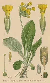 Primula Officinalis Prints: Primula Officinalis