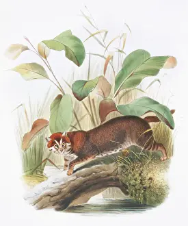 Flat-headed Cat Prints: Flat-headed Cat Print, 1833