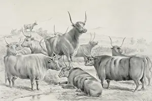 Long Horned Cattle Prints: A prize herd