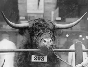 Prizewinning bull at the Smithfield Show Prizewinning bull at the Smithfield Show