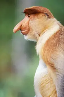 Proboscis Monkey Print - Nasalis larvatus