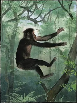 Proconsul africanus Print - Miocene Era Primate Illustration