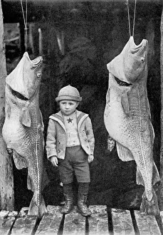 The Products of Newfoundland, Canada - Cod Print (1902)