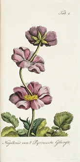Proliferating avens from the Pyrenean Mountains Proliferating avens from the Pyrenean Mountains