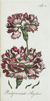 Proliferating carnation Proliferating carnation