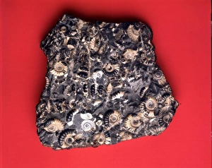 Promicroceras planicost, jurassic ammonites Promicroceras planicost, jurassic ammonites