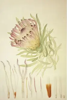 Protea burchellii Print, Delineation of Exotic Plants (1796)