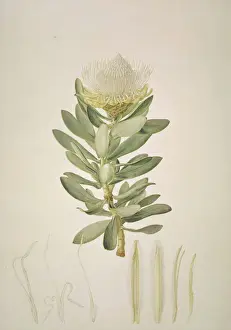 Protea nitida, wagon tree Print (1796)