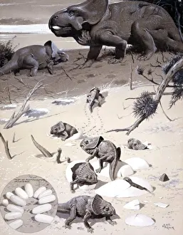 Herbivorous Dinosaurs Prints: Protoceratops