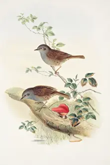 John Gould Birds Prints: Prunella modularis, dunnock