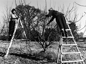 Pruning an Apple Tree Print, 1950s Essex Orchard Scene