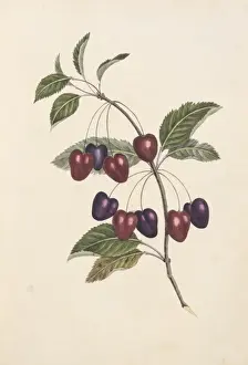 Rosaceae Family Tree Prints: Prunus sp. cherry tree