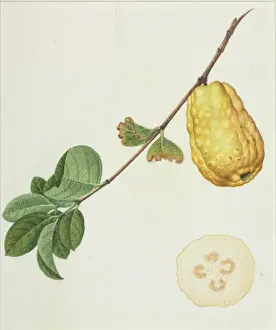 Psidium, Guava Print Plate 929