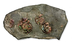 Psiloceras planorbis, nacreous ammonite Psiloceras planorbis, nacreous ammonite