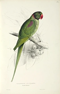 Psilopsiagon aymara, grey-hooded parakeet Psilopsiagon aymara, grey-hooded parakeet