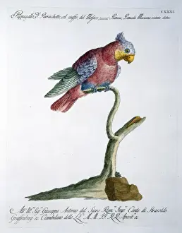 Psittacula sp. Parakeet Print, Ornithologia Methodice Digesta (1769)
