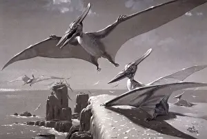 Prints of Pteranodon was a giant flying reptile - a pterosaur - a close relation of the dinosaur. They lived during the Cretaceous period aroun 85 to 75 million years ago. Illustration by Neave Parker Extinct Prints: Pteranodon Print: A Cretaceous Flying Reptile