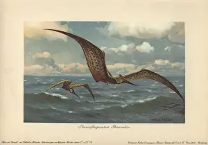 Dinosaur Prints: Pteranodon, Late Cretaceous Flying Pterosaur Print