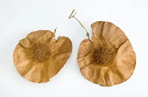 Studio Botany Photography Prints: Pterocarpus angolensis