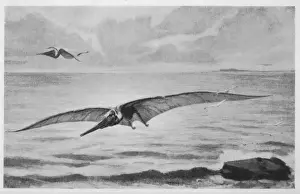 Cretaceous Pteranodon Print