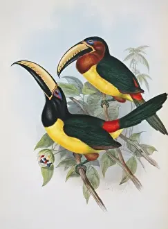 Prints of Plate 22, hand coloured lithograph by John Gould and Henry Constantine Richter from John Goulds A Monograph of the Ramphastid, or family of Toucans, 2nd edition, (1854) Lettered Aracari Prints: Lettered Aracari Print, 1854