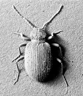 Scanning Electron Microscope Images Of Insects Prints: Ptinus tectus, spider beetle