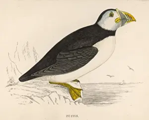 Puffin Bird Prints: PUFFIN