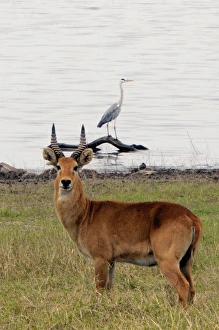 Puku - with Grey Heron (Ardea cinerea) in background Puku - with Grey Heron (Ardea cinerea) in background