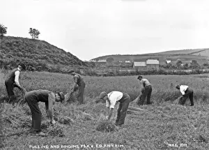 Early 1900s Rural Scene Prints: Pulling and Binding Flax, Co. Antrim