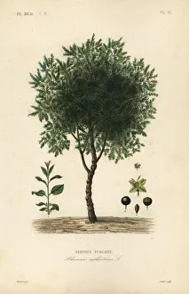 Purging buckthorn tree, Rhamnus cathartica Purging buckthorn tree, Rhamnus cathartica