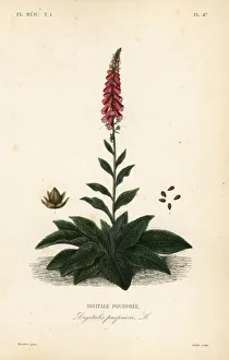 Purple foxglove or lady's glove, Digitalis Purple foxglove or lady's glove, Digitalis