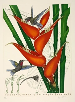Purple-throated hummingbirds, female Purple-throated hummingbirds, female
